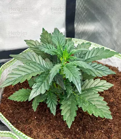 Tropicanna Poison XL Auto feminisierte Samen (Sweet Seeds)