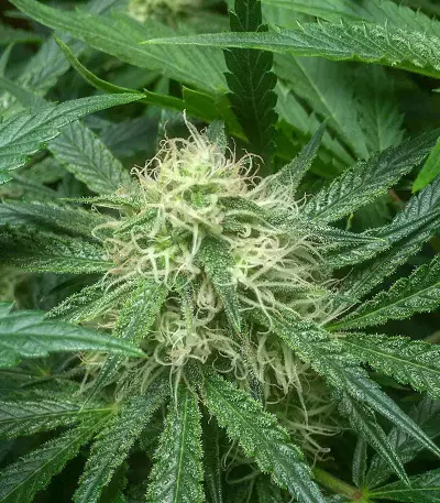 Watermelon Z Auto Samen feminisiert (Barney's Farm)