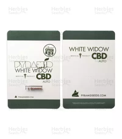 Auto White Widow CBD (Pyramid Seeds) Cannabis-Samen