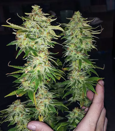 WiFi Kush feminisierte Samen (AlphaFem Seeds)