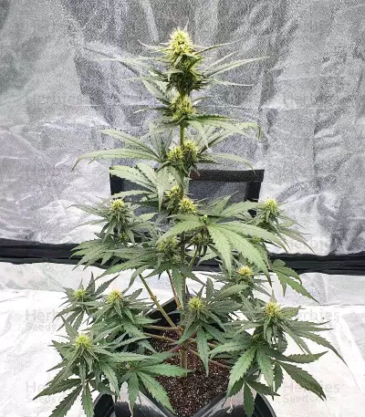 Ztrawberriez Auto feminisierte Samen (Fast Buds)