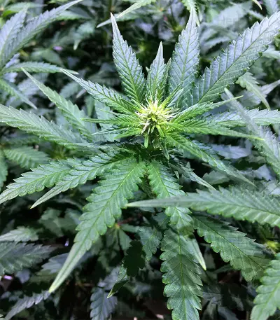 Black Destroyer (Original Sensible Seeds) Cannabis-Samen