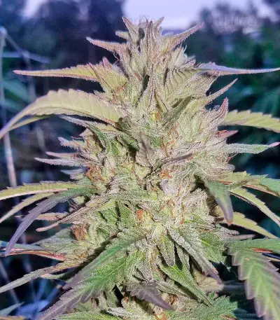 Blueberry Headband marijuana strain