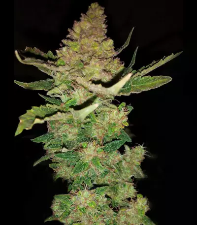 Buddha Magnum Auto regular (Buddha Seeds) Cannabis-Samen