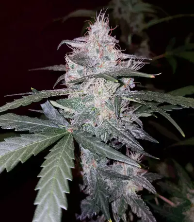 Cheese Auto (Funky Skunk Auto) (Expert Seeds)