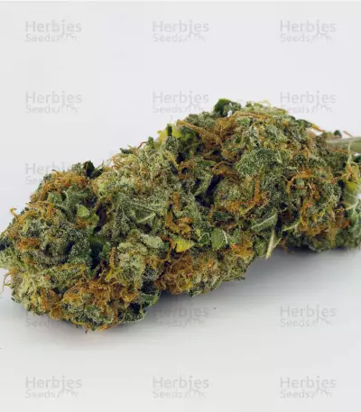 Chemdawg #4 (Big Head Seeds) Cannabis-Samen