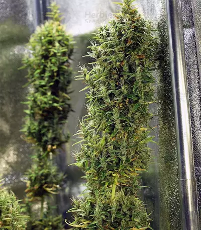 Dr. Grinspoon (Barney's Farm) Cannabis-Samen