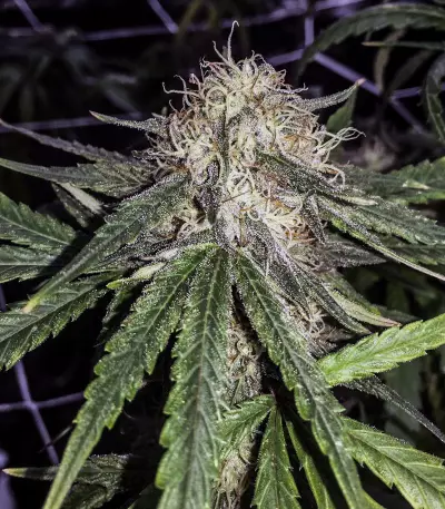 Gorilla Bomb (Bomb Seeds) Cannabis-Samen