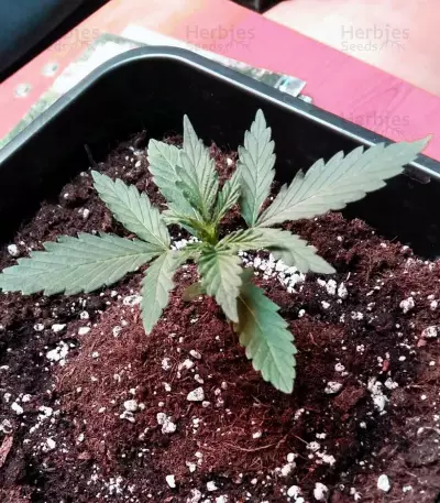 Girl Scout Cookies (Big Head Seeds) Cannabis-Samen