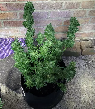 Girl Scout Cookies (Big Head Seeds) Cannabis-Samen