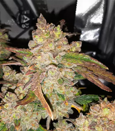 Gorilla Z Auto feminisiertes Saatgut (Barney's Farm)
