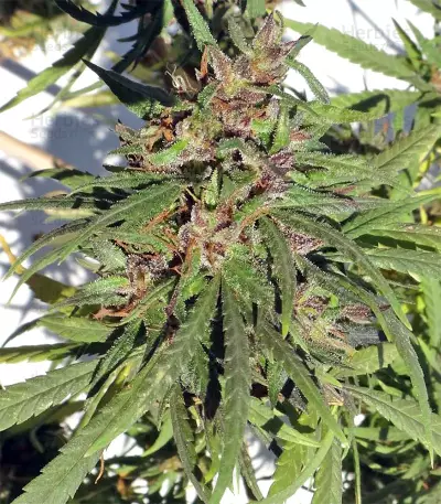 Honduras Regular (Ace Seeds) Cannabis-Samen