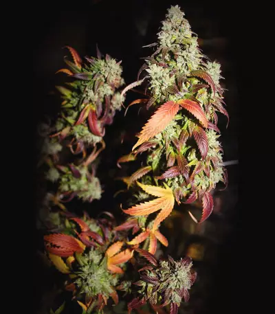 Kandy Kush (Reserva Privada) Cannabis-Samen