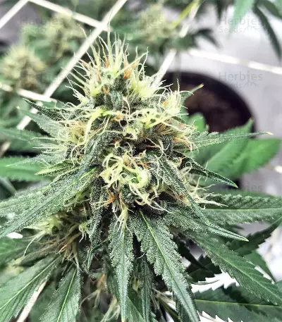 King's Banner regular (Dark Horse Genetics) Cannabis-Samen