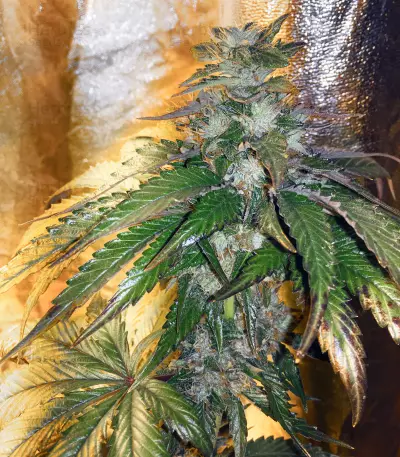 LA Confidential (DNA Genetics) Cannabis-Samen