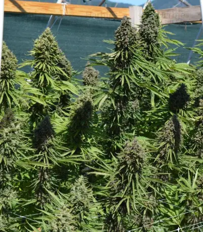Malawi x PCK (Ace Seeds) Cannabis-Samen