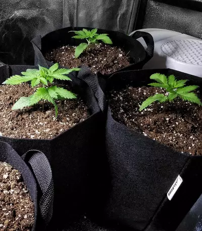 Colombia Mangobiche regular (CannaBioGen) Cannabis-Samen