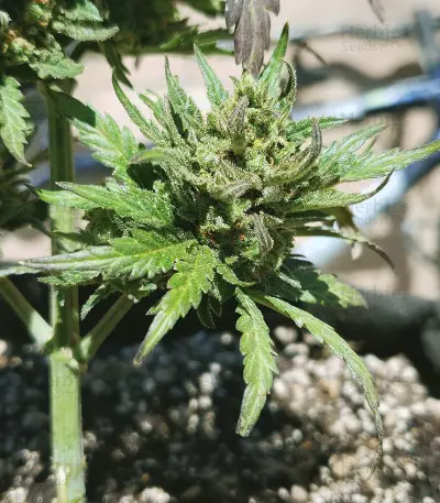 Monster Bruce Banner (Monster Genetics) Cannabis-Samen