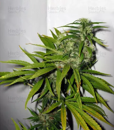 Neville's Haze Mango Regular (Mr. Nice Seedbank) Cannabis-Samen