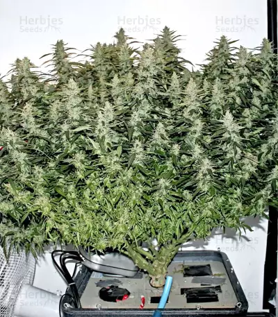 Northern Lights Autoflower feminisierte Samen (Seedstockers)