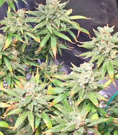 Pakistan Chitral Kush Standard (Ace Seeds) Cannabis-Samen