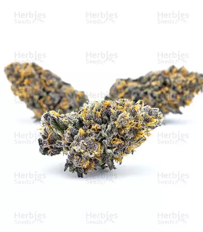Panama D.C. Regular (CannaBioGen) Cannabis-Samen