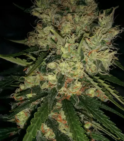 Pineapple Haze Regular (Barney's Farm) Cannabis-Samen