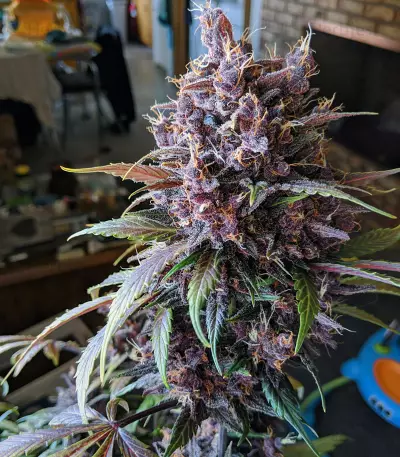 Purple Lemonade Auto feminisierte Samen (Fast Buds)
