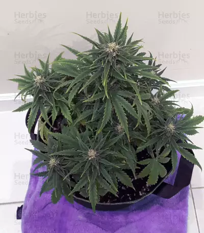 Raw Diesel (G13 Labs) Cannabis-Samen
