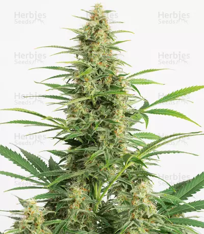 Sour Sorbet (DNA Genetics) Cannabis-Samen