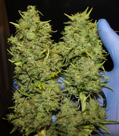 Tangie'matic Auto feminisierte Samen (Fast Buds)