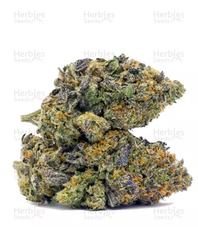 Thin Mint Crack (Seedstockers) Cannabis-Samen