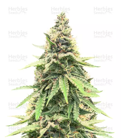 Critical Amnesia feminisierte Samen (AlphaFem Seeds)