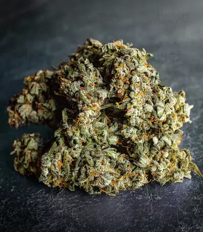 Critical Diesel Auto (Original Sensible Seeds)