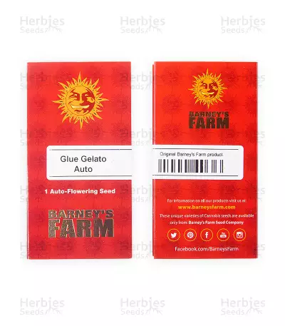 Glue Gelato Auto (Barney's Farm) Cannabis-Samen