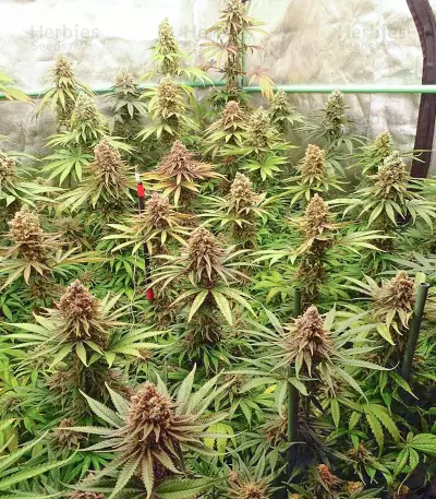 Green Crack Punch (Green Punch) (RQS) Cannabis-Samen