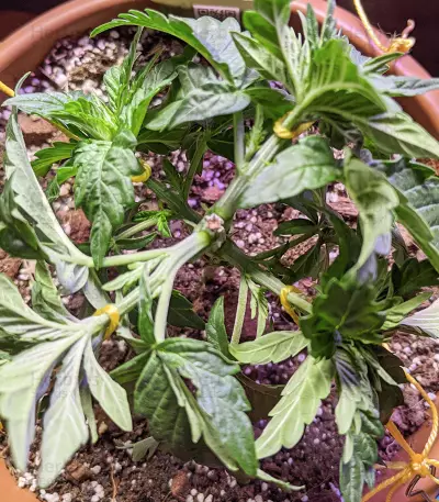 Jack’s Dream Samen feminisiert (Green House Seeds)