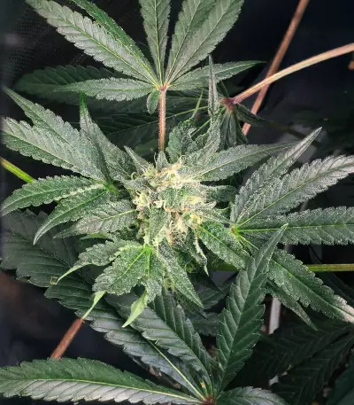 Keep Frosted Guava Autoflower feminisierte Samen (Seedkeepers)
