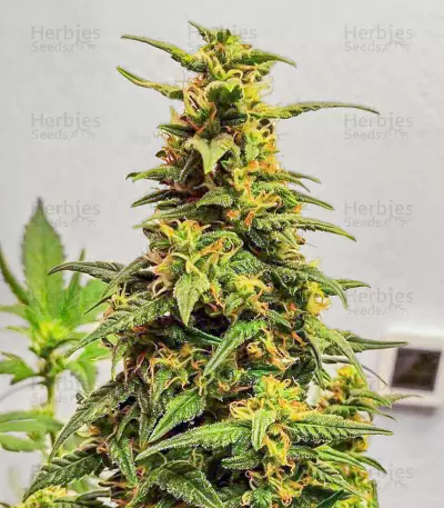 Kosher Kush 66 Autoflower feminisierte Samen (EGS)