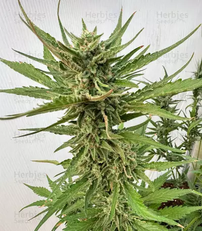 Orange Apricot Glue XL Auto feminisierte Samen (Sweet Seeds)