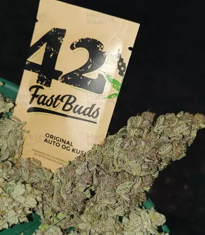 Original Auto OG Kush (Fast Buds) Cannabis-Samen