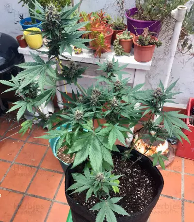 Purple Bud (White Label) Cannabis-Samen