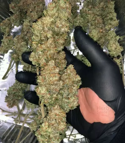 Purple Bud (White Label) Cannabis-Samen