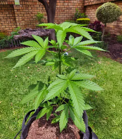 Somango XXL (Nirvana Seeds) Cannabis-Samen