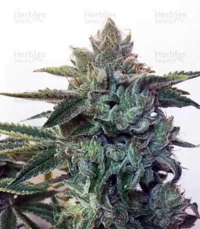 Sticky Z Glue (Cream of the Crop Seeds) Cannabis-Samen