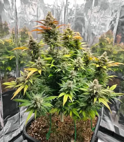 Amnesia Haze (RQS) Cannabis-Samen