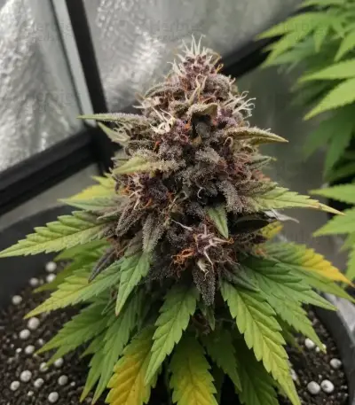 Auto Red Tropicana Cookies (Dutch Passion)