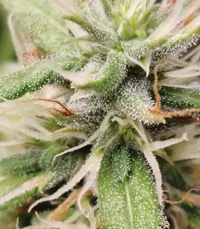 Big Bud (Seedstockers) Cannabis-Samen