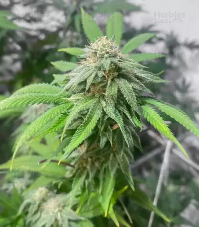 Blueberry Hill feminisierte Samen (Herbies Seeds)