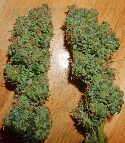 Cherry Bomb (Bomb Seeds)